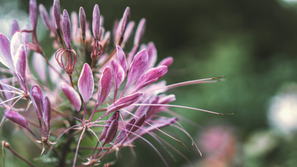Beautiful Cleome spinosa or Spider flower in the garden close up.