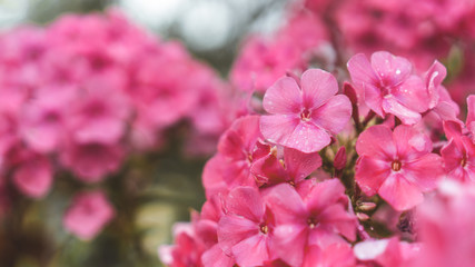 Chic bush bouquet of flowers phlox.