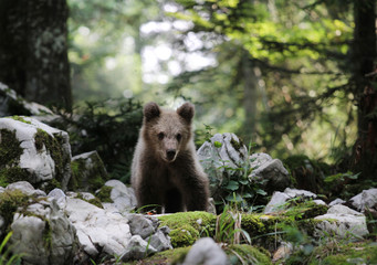 Bear cub in forest in summer time