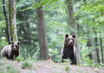 Brown bears in forest in summer time
