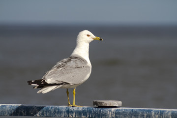 Seagull at Harbor - Mississauga