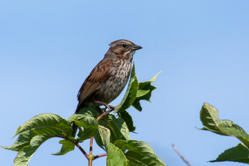 A Song Sparrow (Melospiza melodia) perched in a tree with blue skyin British Columbia, Canada.