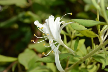 A white hybrid flower