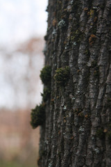 Moss and lichen (Parmelia saxatilis, sulcata, Parmeliaceae) on the bark.
