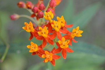 A bouquet of multicolored flowers
