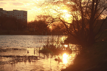 Spring sunset landscape. The setting sun is reflected in the city pond in Ukraine, Kharkov.