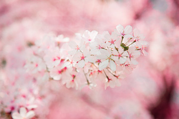 Beautiful cherry blossom sakura over blurred background, spring