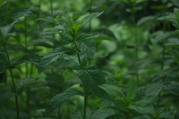 Green leaves of fresh mint in the garden
