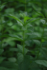 Green leaves of fresh mint in the garden