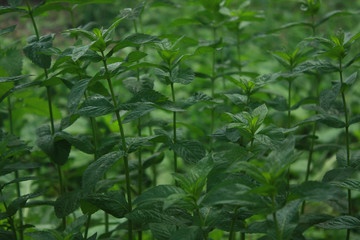 Green leaves of fresh mint in the garden