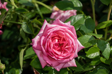 Rose flower closeup. Shallow depth of field. Spring flower of pink rose