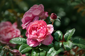 Rose flower closeup. Shallow depth of field. Spring flower of pink rose