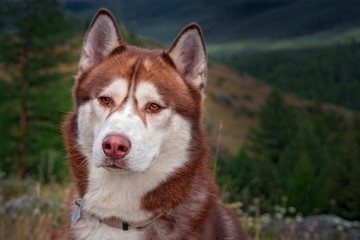 Portrait husky dog on nature backdrop in mountains. Domestic animal healthy active lifestyle. Beautiful nature background. Lovely pet