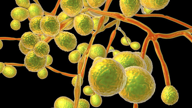 Candida Auris Fungi, Emerging Multidrug Resistant Fungus, 3D Illustration