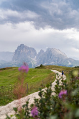 beautiful green meadow  of the seiser alm with a view on the mountains plattkofel and langkofel from the dolomites in south tyrol