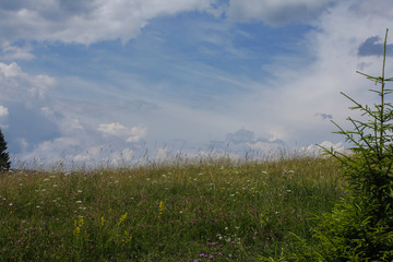 Obraz na płótnie Canvas Carpathian landscapes. Meadows, hills, forests and mountains of the Carpathians.