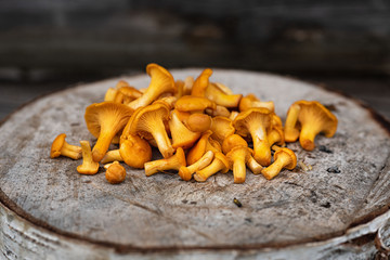 yellow-orange chanterelle mushrooms lie on the background of the log wall of the house. Cantharellus cibarius
