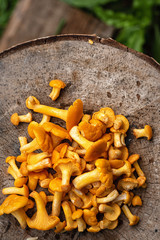 yellow-orange chanterelle mushrooms lie on the background of the log wall of the house. Cantharellus cibarius