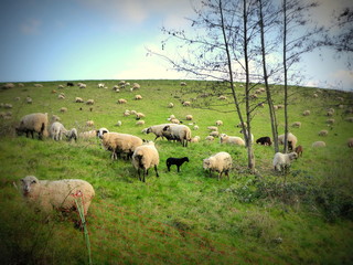 Schafherde