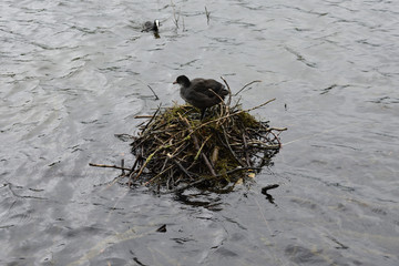 Bird Nest Water Nature Wildlife Outdoors 