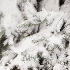 Closeup of fir branches covered with heavy snow. Winter background.