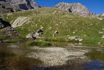 White flowers of Ranunculus trichophyllus, Threadleaf crowfoot, growing in a mountain lake
