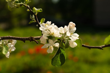 apple tree blossom in spring. White flowers of an apple tree on the branches close-up
