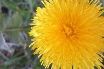 SAMSUNG CAMERA PICTURES