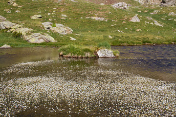 White flowers of Ranunculus trichophyllus, Threadleaf crowfoot, growing in a mountain lake