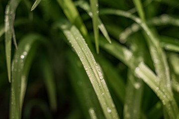 Fototapeta na wymiar Daylily, Krasnodnev Hemerocallis. Daylily leaves in drops of water after rain