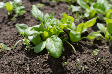 green spinach in the soil. young shoots of spinach