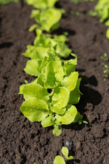 young shoots of green lettuce in the soil