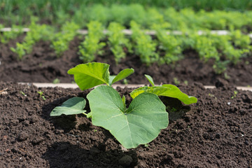 young shoots of zucchini in the soil