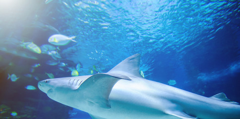 Fototapeta premium The great white shark in the big blue