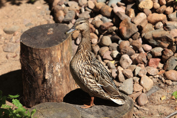 Mallard duck standing on a stump and looks at camera