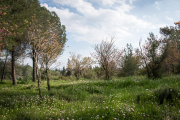 Green hills and blooming wild flowers in spring. Pure Nature, Jerusalem Hills. Israel
