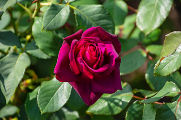 Rose flower closeup. Shallow depth of field. Spring flower of purple rose