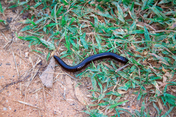 African millipede Ephibolus pulchripes