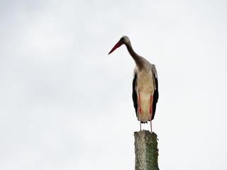 Storch sitzt auf Pfahl vor Himmel