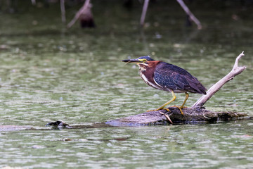 Lessor night heron