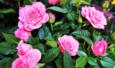 Rose bushes with large pink delicate flowers,  selective focus