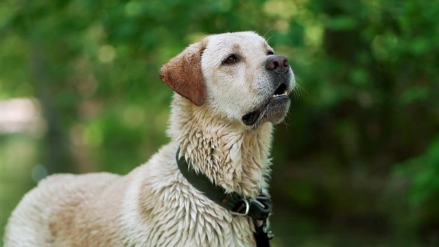 Labrador bathes in river or lake in summer hot weather.Dog has fun,rejoice,walks in nature.Concept of pets, friendship, devotion