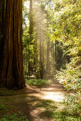 Coastal fog drifts through a dense redwood grove in Northern California