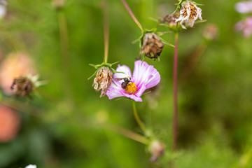 Bees collect pollen from colorful cosmos flowers in a California field