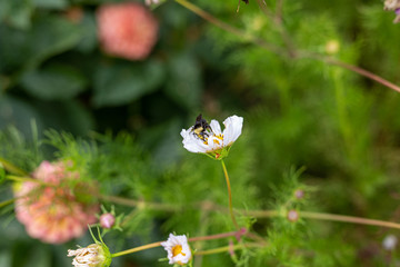 Bees collect pollen from colorful cosmos flowers in a California field