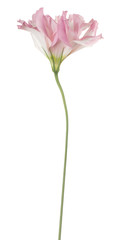 eustoma flower isolated