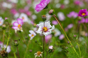Bees collect pollen from colorful cosmos flowers in a California field