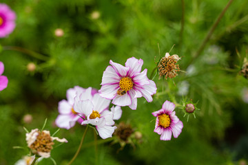 Bees collect pollen from colorful cosmos flowers in a California field