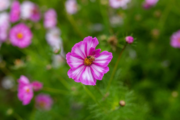 Bees collect pollen from colorful cosmos flowers in a California field