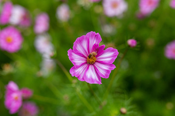Fototapeta premium Bees collect pollen from colorful cosmos flowers in a California field
